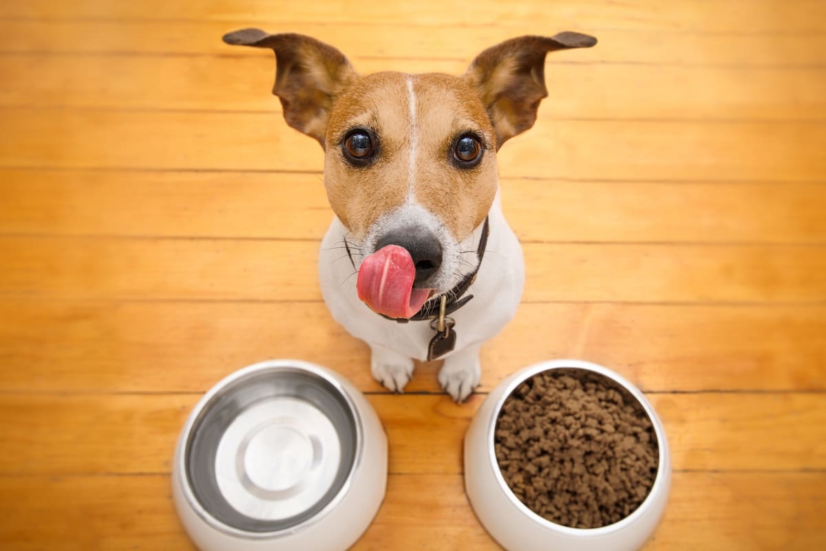 Terapias alternativas para mascotas: psicología, reiki, acupuntura y homeopatía