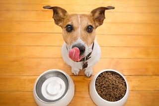 Terapias alternativas para mascotas: psicología, reiki, acupuntura y homeopatía