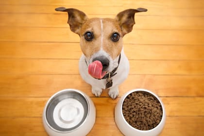 Terapias alternativas para mascotas: psicología, reiki, acupuntura y homeopatía