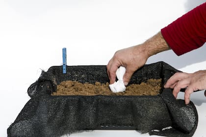 Tercer paso: colocar tres cucharaditas de fertilizante para nenúfares en una servilleta de papel. Cerrarla (formando un sobrecito) y enterrarla profundamente en los bordes del canasto lejos del cuello de la planta, para que las raíces busquen el nutriente. Cubrir el fertilizante con sustrato.