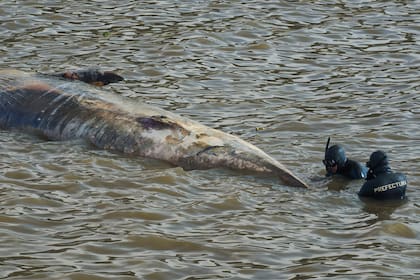Tercera ballena aparece muerta en aguas fluviales de la Argentina en el lapso de dos semanas