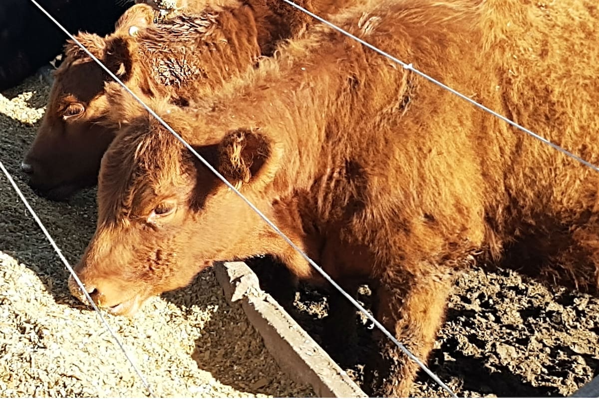 Ternera alimentándose