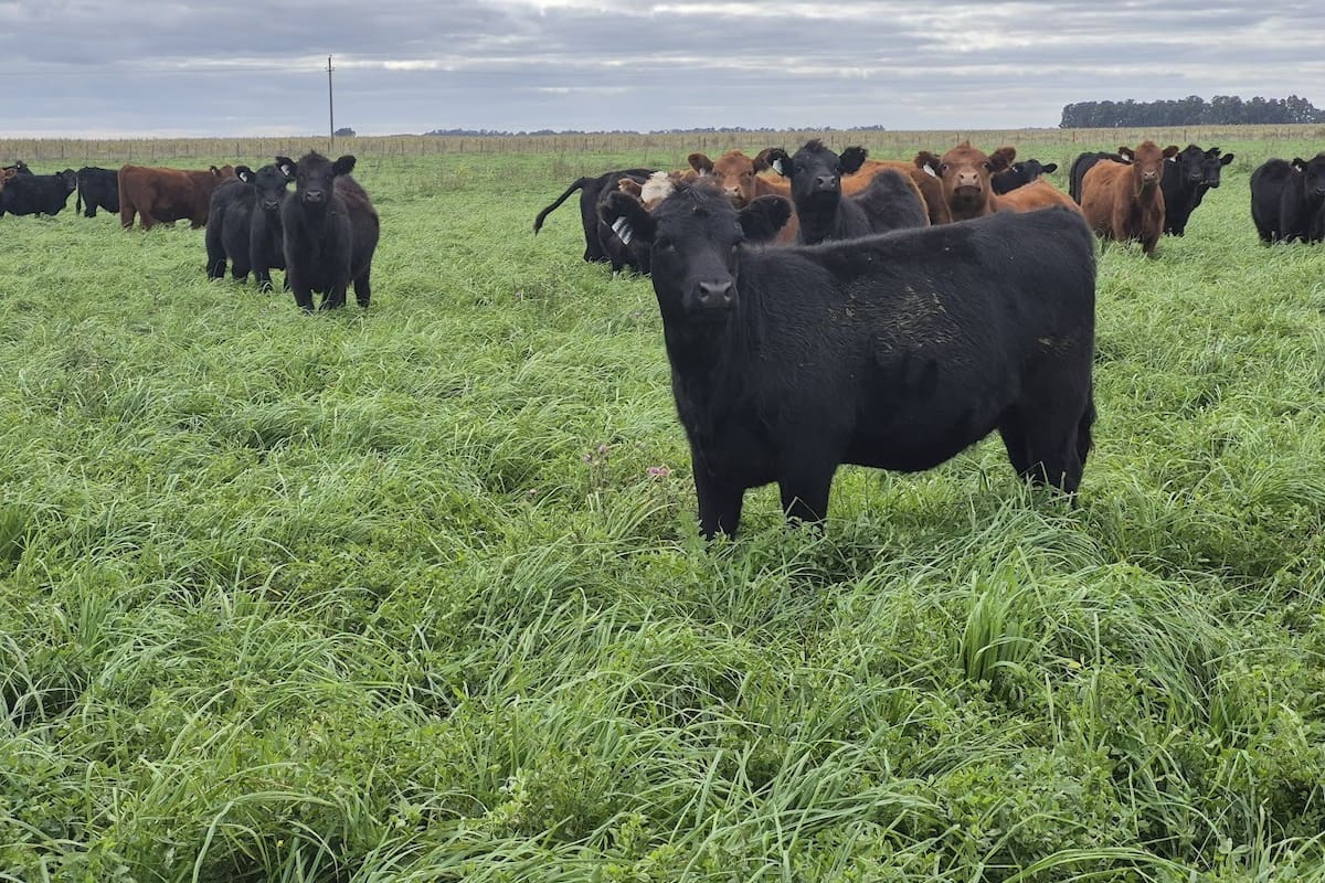 Terneros de destete que luego serán novillos