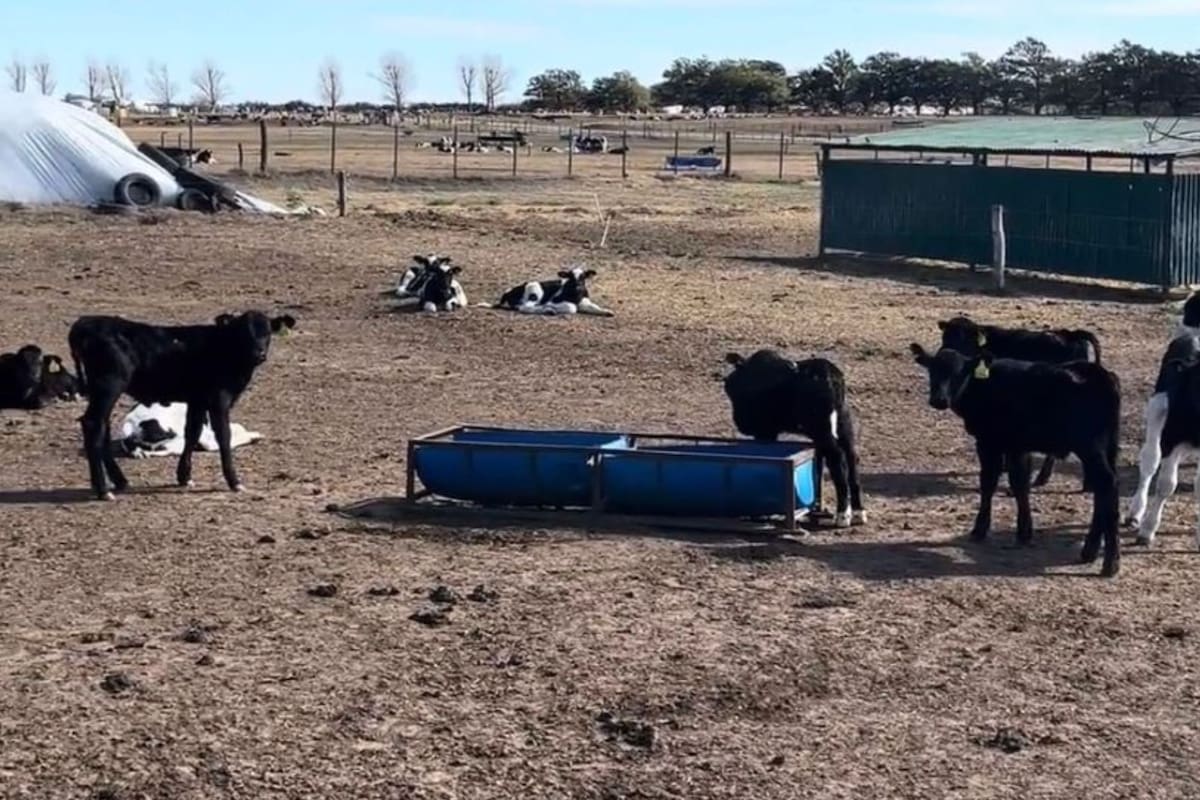 Terneros Holando cruza con Angus