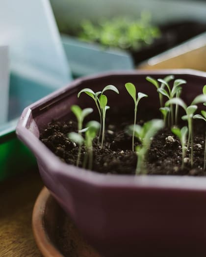 Terrafertil acompaña en el sueño de cultivar el propio alimento.