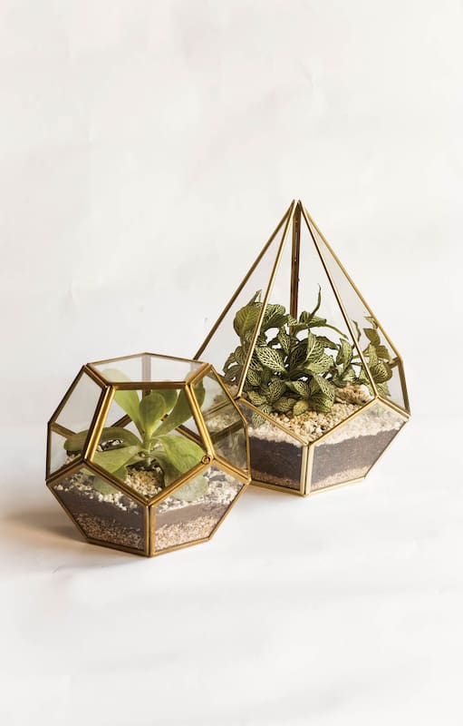 Terrarios: son tendencia en la decoración de interiores y entre los amantes de las plantas.