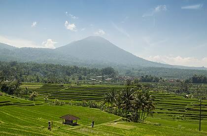 Terrazas de arroz en Bali, Indonesia.