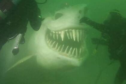Terror en lo profundo: se encontraron cara a cara con un tiburón blanco, pero la verdad era otra