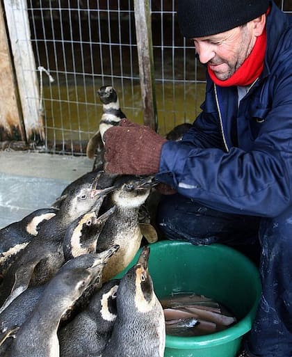 Tesore lleva más de 30 años rescatando fauna marina. Foto de 2007
