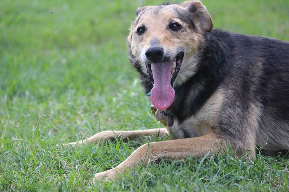 Tesorito espera que lo adopten hace ocho años