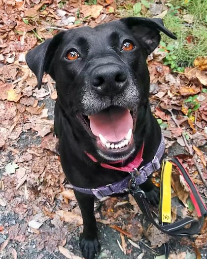 Tessy, la perrita que vivió más de tres años en un refugio hasta que encontró su verdadero hogar