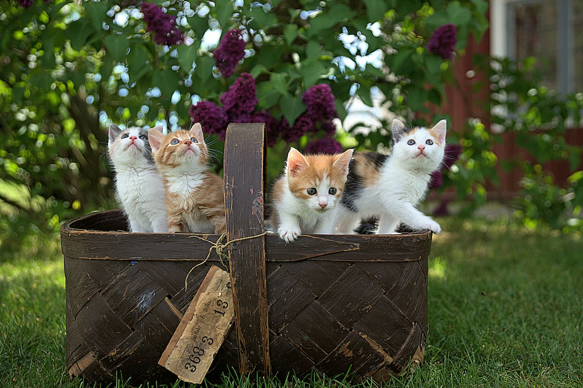 Test de personalidad: elegí uno de estos gatos y comprobá tu suerte