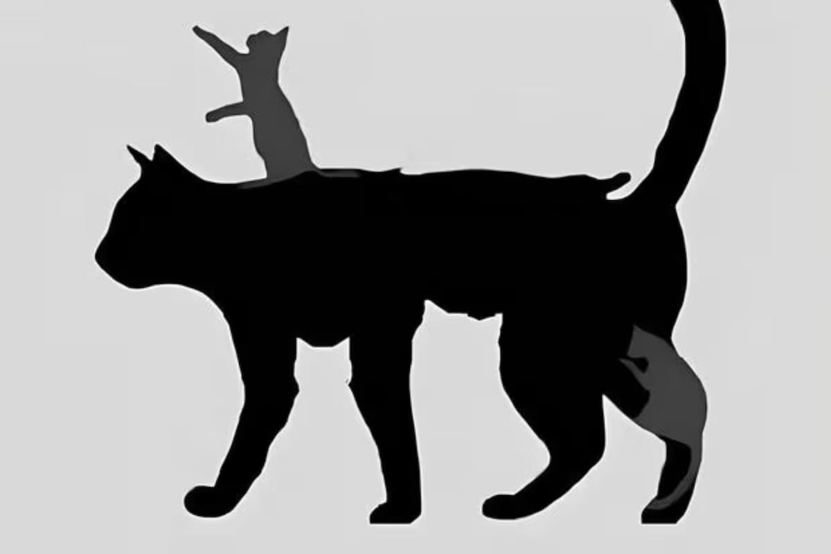 Test visual: descubre tu edad mental según cuántos gatos veas en la imagen