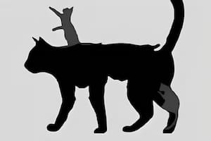 Test visual: descubre tu edad mental según cuántos gatos veas en la imagen