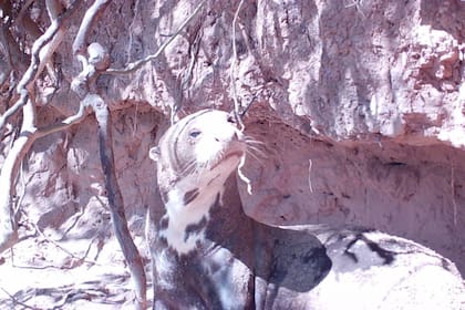 Teuco, la nutria gigante que hizo un recorrido de más de 2000 kilómetros, entre El Impenetrable, en Chaco, y Villa Boch, en la provincia de Buenos Aires