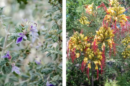 Teucrium fruticans, un arbusto nativo resistente al sol y la falta de agua y Heteropterys glabra, una trepadora nativa, igualmente resistente y atractiva para polinizadores