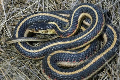 Texas alberga varias especies venenosas, como cascabeles, bocas de algodón y coralinas