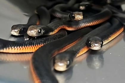 Texas solamente cuenta con una serpiente venenosa en su territorio