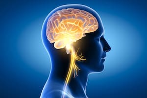 The 3D illustration showing brain and active vagus nerve (tenth cranial nerve or CN X)