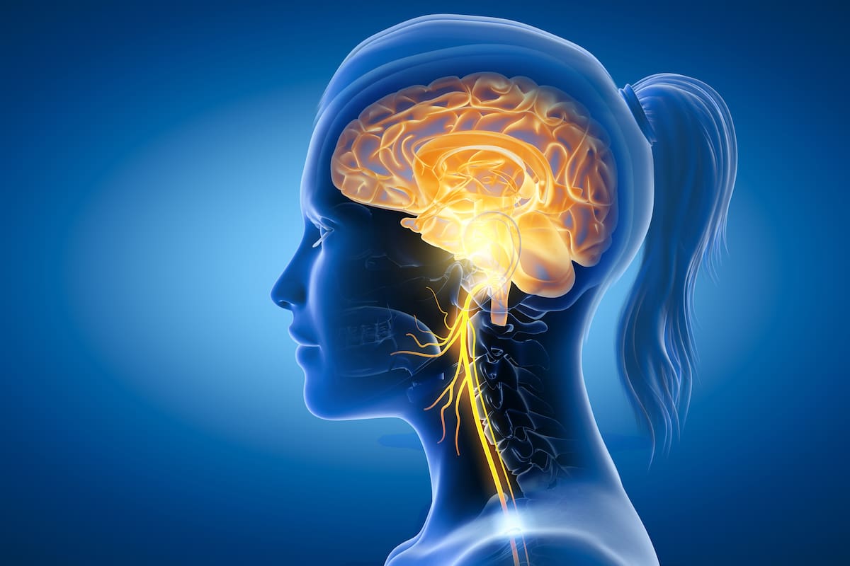 The 3D illustration showing brain and active vagus nerve (tenth cranial nerve or CN X)