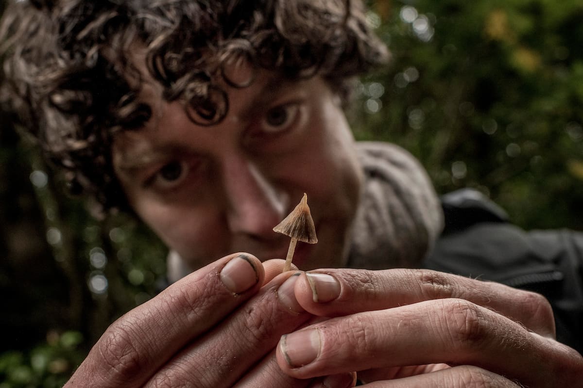 The biologist Merlin Sheldrake holds a psathyrella during an expedition into Alerce Costero National Park in Chile on April 15, 2022. Some species of mushrooms can store exceptionally high amounts of carbon that would otherwise stay in the atmosphere. (Tomas Munita/The New York Times)
