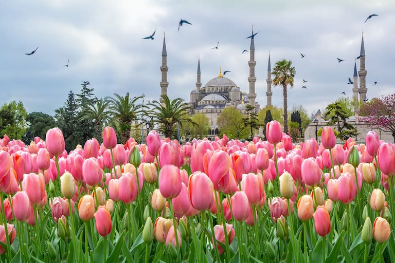 The Blue Mosque, (Sultanahmet Camii) with pink tulips, Istanbul, Turkey