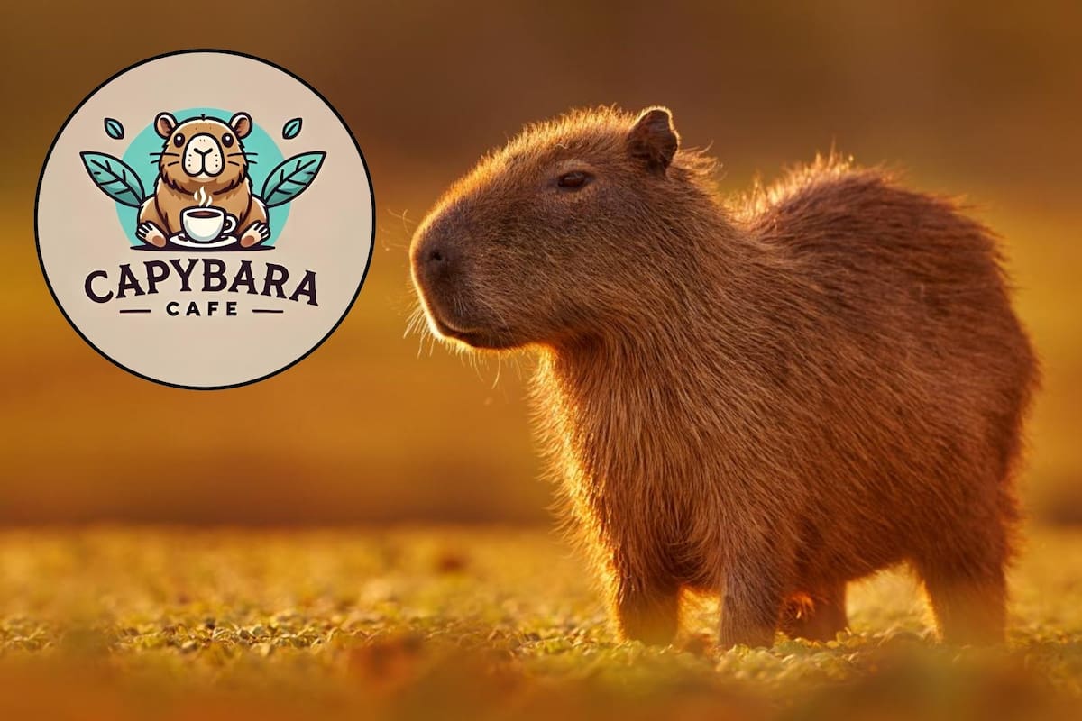 The Capybara Cafe permite a sus clientes acariciar al animal de moda en redes sociales (Archivo/Canva)