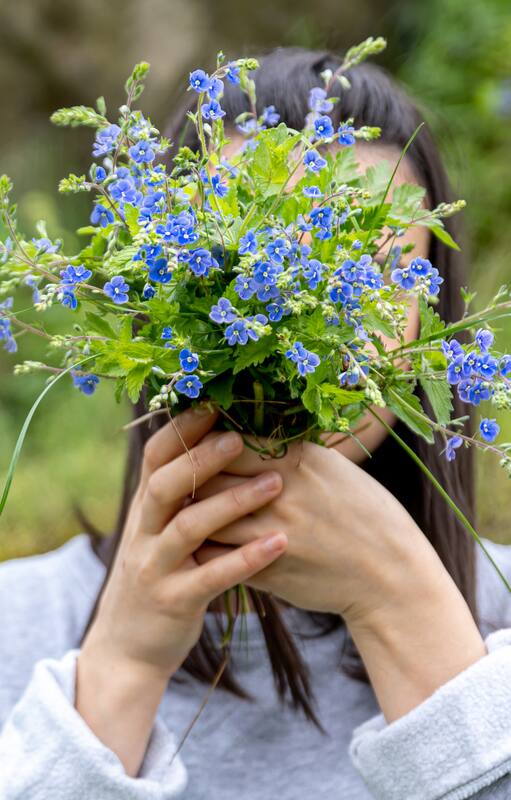 Por qué se aconseja sumar el azul al jardín y qué flores podés utilizar para hacerlo