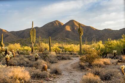 The image shows a scene in the Sonoran desert with saguaros and othe cactus with mountains in the distance in the early morning light