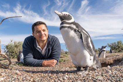 Juan Pablo García Borboroglu estudia y protege desde hace tres décadas a los pingüinos