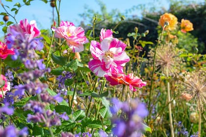 'The King's Rose' de destaca por su colorido y su gran capacidad de atraer polinizadores al jardín