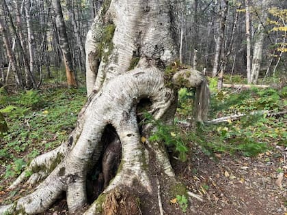 The lady in the tree, una de las principales atracciones de la reserva Conne River