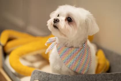 The Peninsula London es el hotel que inauguró una peluquería canina de alta gama