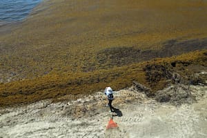 Las razones que explican la invasión de algas en playas paradisíacas y una pregunta inquietante a futuro