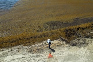 Las razones que explican la invasión de algas en playas paradisíacas y una pregunta inquietante a futuro