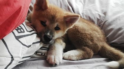 Thor de cachorro.