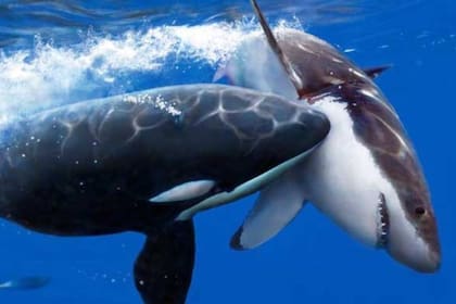 Un equipo de biólogos investiga la muerte de tiburones encontrados en las playas de Sudáfrica. Aparentemente, son atacados por orcas que rasgan sus cuerpos para extraer los órganos
