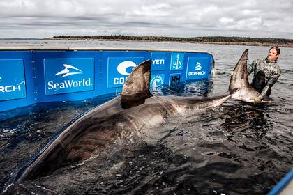 Ocearch publicó un video que muestra a Nukumi tumbada en una plataforma sumergible especial, construida en el costado de la embarcación, con los investigadores a su alrededor