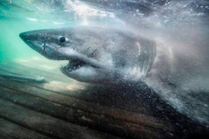 Un equipo de investigadores capturó en el Atlántico Norte a un tiburón blanco hembra de más de cinco metros de largo