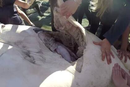 Towner afirmó que las orcas rasgaron la piel de los tiburones debajo de la aleta para poder acceder a los órganos internos del animal