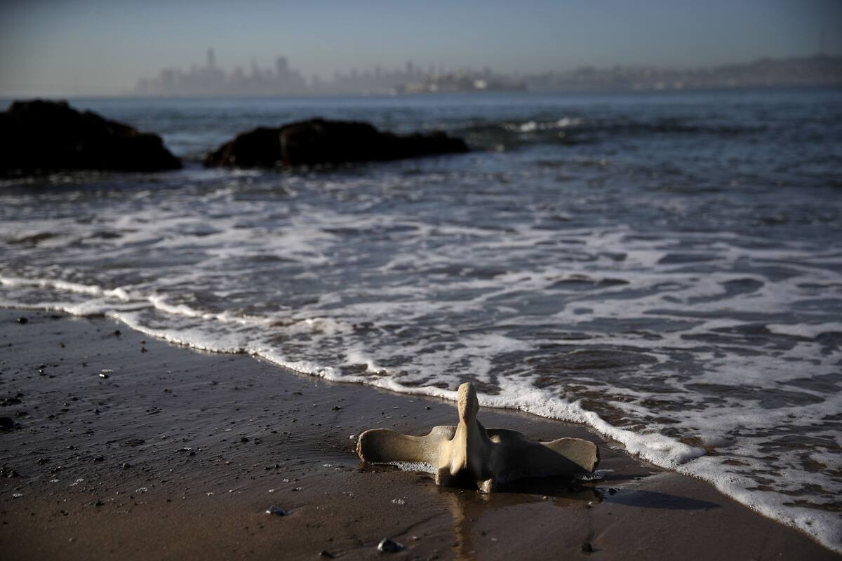 TIBURON, CALIFORNIA - APRIL 23: A whale vertebra sits on the beach as scientists and volunteers with the Marine Mammal Center and California Academy of Sciences perform a necropsy on a female grey whale that washed up on the shores of the San Francisco Bay on April 23, 2019 in Tiburon, California. S