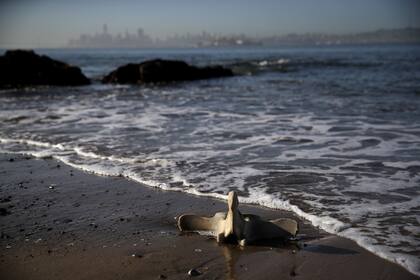 TIBURON, CALIFORNIA - APRIL 23: A whale vertebra sits on the beach as scientists and volunteers with the Marine Mammal Center and California Academy of Sciences perform a necropsy on a female grey whale that washed up on the shores of the San Francisco Bay on April 23, 2019 in Tiburon, California. S