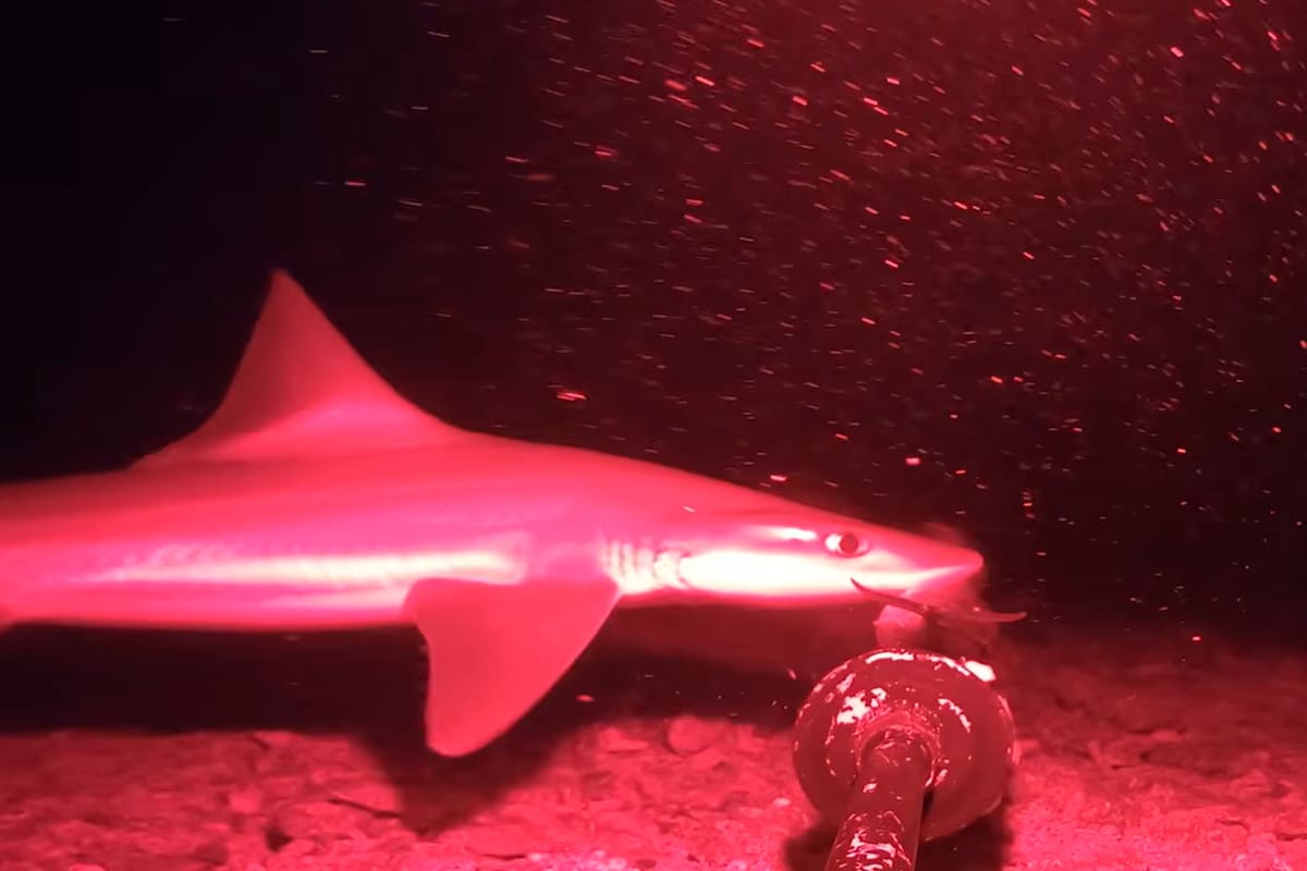 Tiburón de seis branquias de hocico chato, considerado un fósil viviente y que fue grabado por un aficionado