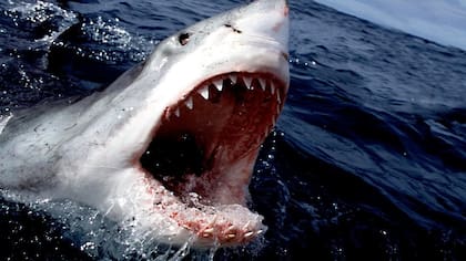 Tiburón, la película de Spielberg que fue parte del fenómeno