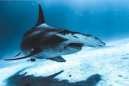 Imagen de un ejemplar de tiburón martillo