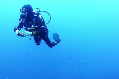 La conservacionista oceánica y fotógrafa de vida silvestre, Anita Ong, grabó un video del asombroso momento en que ella junto a tres acompañantes, se vieron rodeados por un "muro" formado por cientos de tiburones en Australia