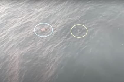 Los hombres,se abrazaron a un bidón de nafta y a un trozo de madera mientras uno de los tiburones se acercó de forma peligrosa