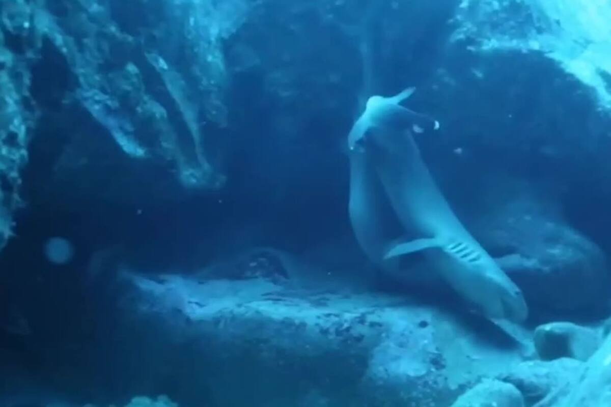Tiburones apareándose en Costa Rica