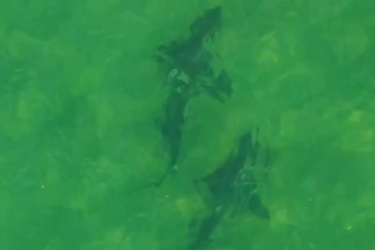 Tiburones avistados en el Golfo San Matías