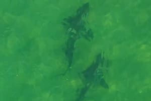 Tiburones avistados en el Golfo San Matías